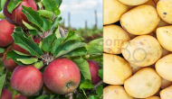 تعزيز التغذية الصحية عبر سلة الفواكه : المانجا والتفاح وفوائدهما ج1